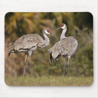 Sandhill Cranes Mouse Mat