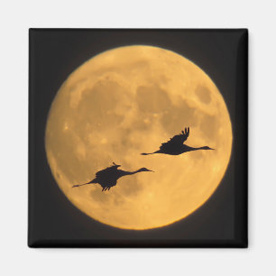 Sandhill Cranes   National Wildlife Reserve Magnet