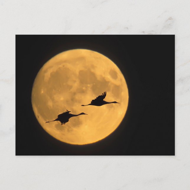 Sandhill Cranes | National Wildlife Reserve Postcard (Front)