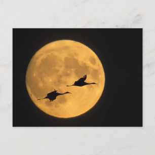 Sandhill Cranes   National Wildlife Reserve Postcard