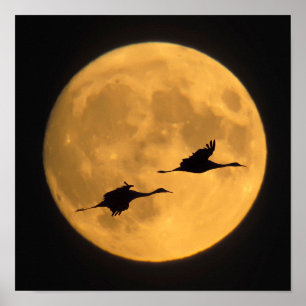 Sandhill Cranes National Wildlife Reserve Poster