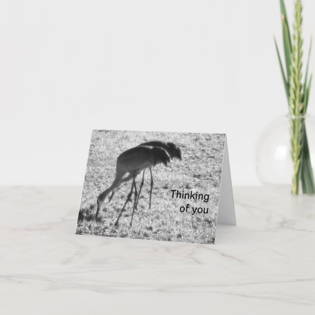 Sandhill cranes on Thinking of You card (Front)