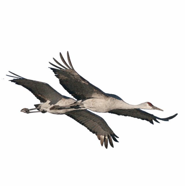 Sandhill Cranes Ornament Photo Sculpture Decoration (Front)