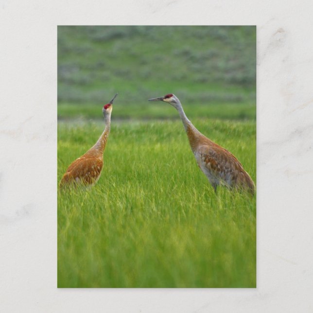 Sandhill Cranes Postcard (Front)