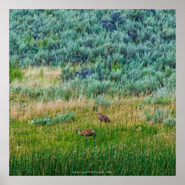 Sandhill Cranes Poster (Front)