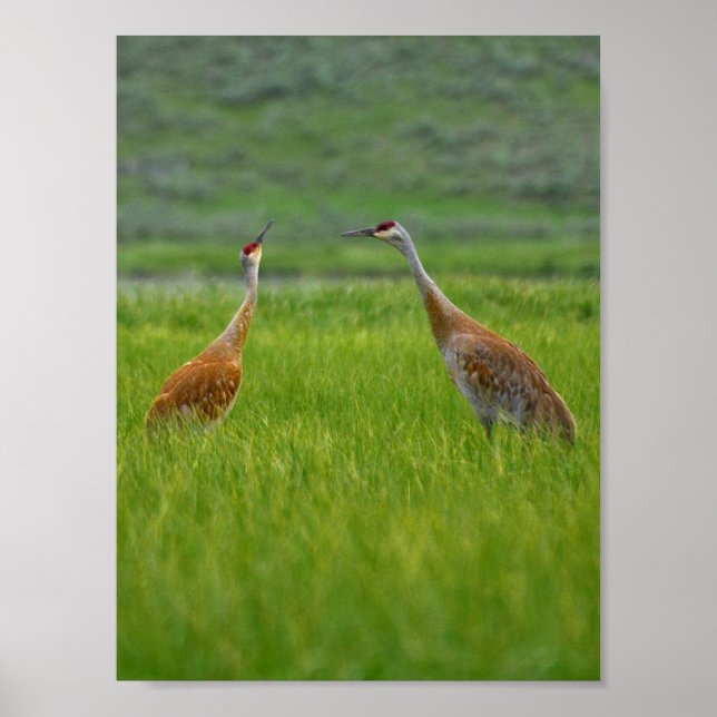 sandhill cranes poster (Front)