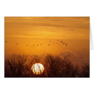 Sandhill cranes silhouetted aginst rising sun