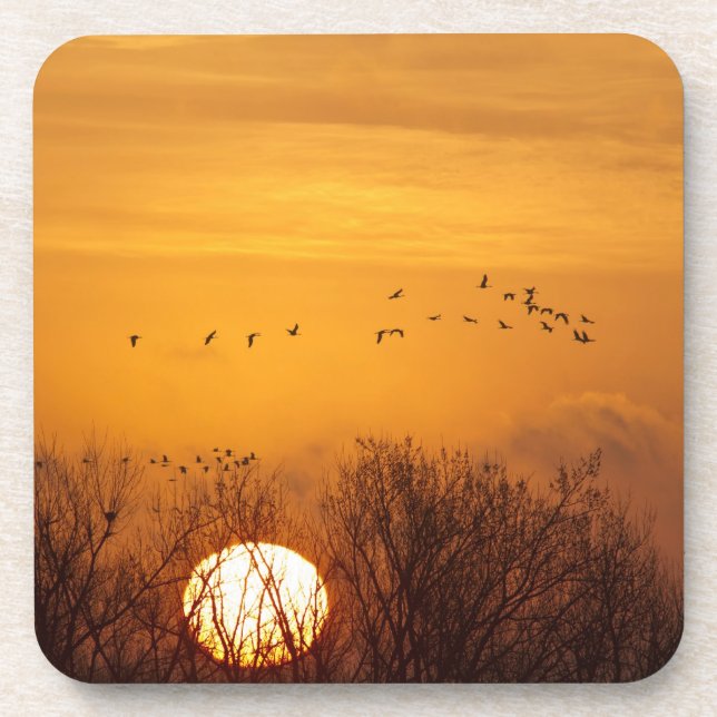 Sandhill cranes silhouetted aginst rising sun coaster (Front)