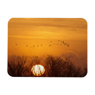 Sandhill cranes silhouetted aginst rising sun magnet