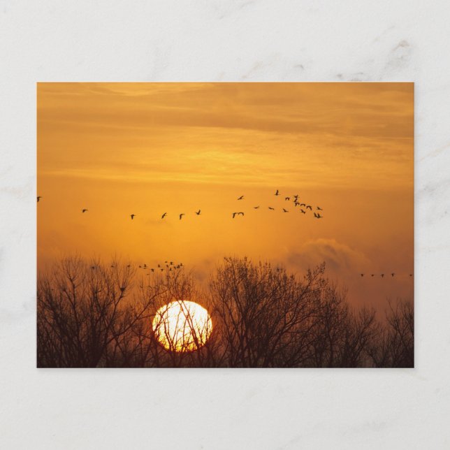 Sandhill cranes silhouetted aginst rising sun postcard (Front)