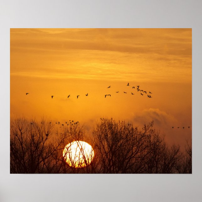 Sandhill cranes silhouetted aginst rising sun poster (Front)