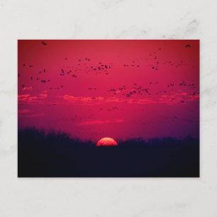 Sandhill Cranes Spring Migration Postcard #3  2018