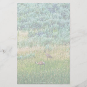 Sandhill Cranes Stationery