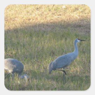 Sandhill Cranes Sticker