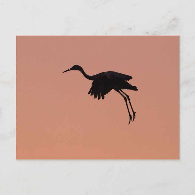 Sandhill silhouette on a pink sunset sky postcard (Front)