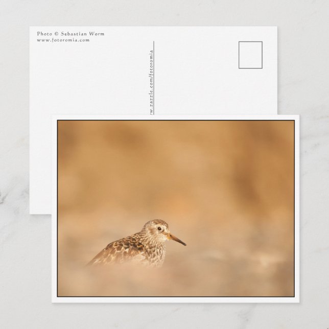 Sandpiper Bird Nature Photo Postcard (Front/Back)