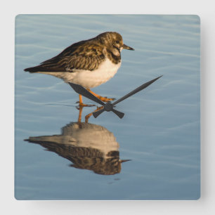 Sandpiper Bird Photo Reflection Ocean Clock
