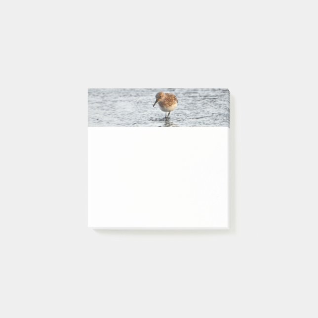 Sandpiper Bird Photo Stationery 3x3 Notes (Front)