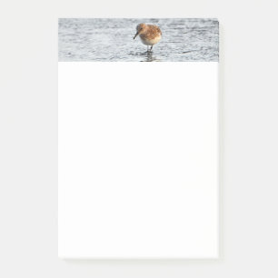 Sandpiper Bird Photo Stationery 4x6 Notes