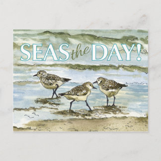 Sandpiper birds beach watercolor postcard