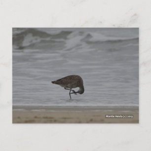 Sandpiper Bows Postcard