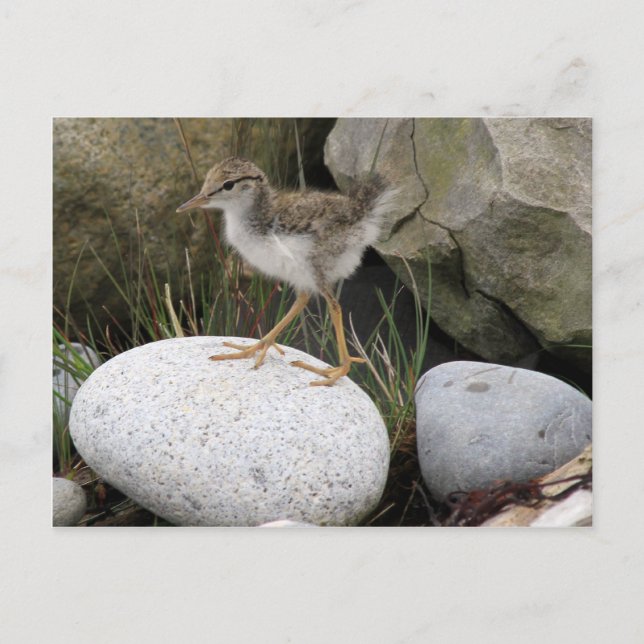 Sandpiper Chick Postcard (Front)