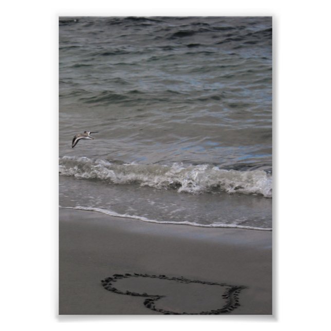 Sandpiper in Love Photo Print (Front)