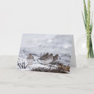 Sandpiper Nature Photo Card