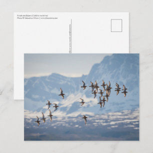 Sandpiper Nature Photo Postcard