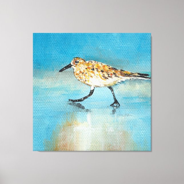 Sandpiper North American Wading Shorebird Canvas Print (Front)