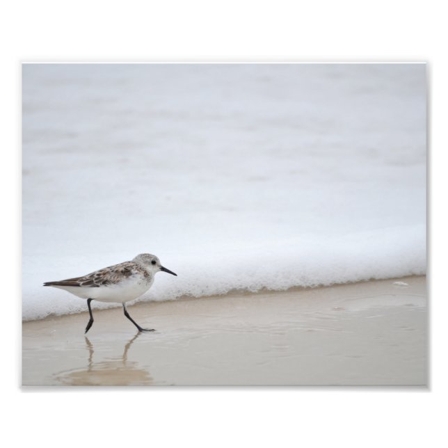 Sandpiper Shorebird Poster Photography Print (Front)