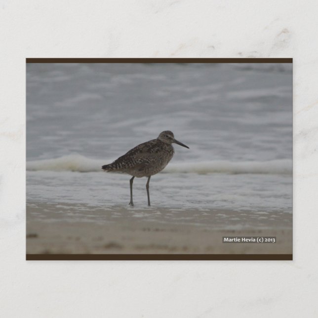 Sandpiper V | Blue Beach Song™ Postcard (Front)