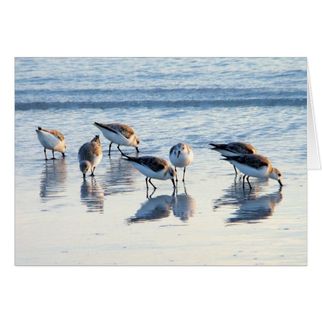 Sandpipers (Front Horizontal)
