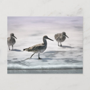 Sandpipers Postcard