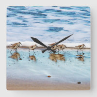 Sandpipers Running Along The Beach