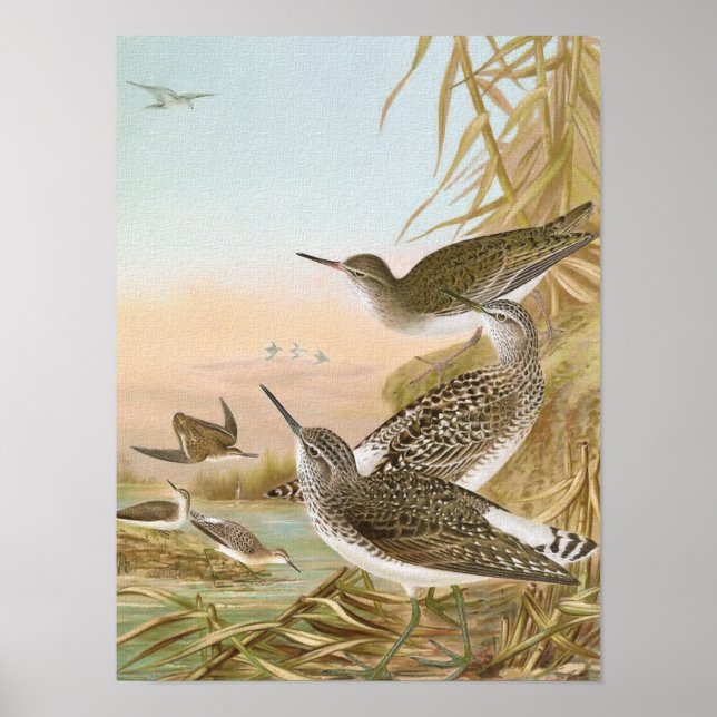 "Sandpipers" Vintage Bird Illustration Poster (Front)