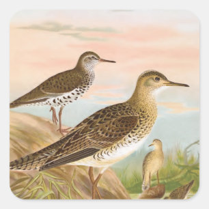 Sandpipers Vintage Bird Illustration Square Sticker