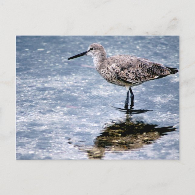 Sandpipper Postcard (Front)