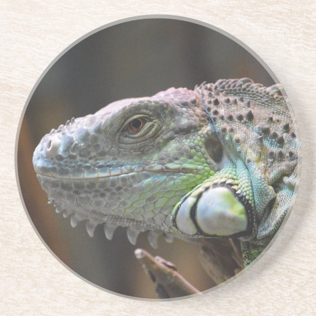 Sandstone Coaster with head of Iguana lizard (Front)