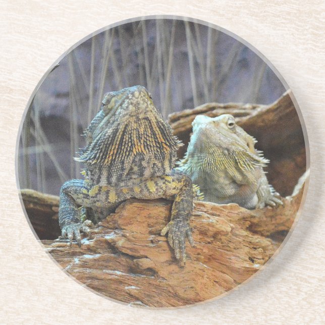 Sandstone Coaster with two curious lizards (Front)