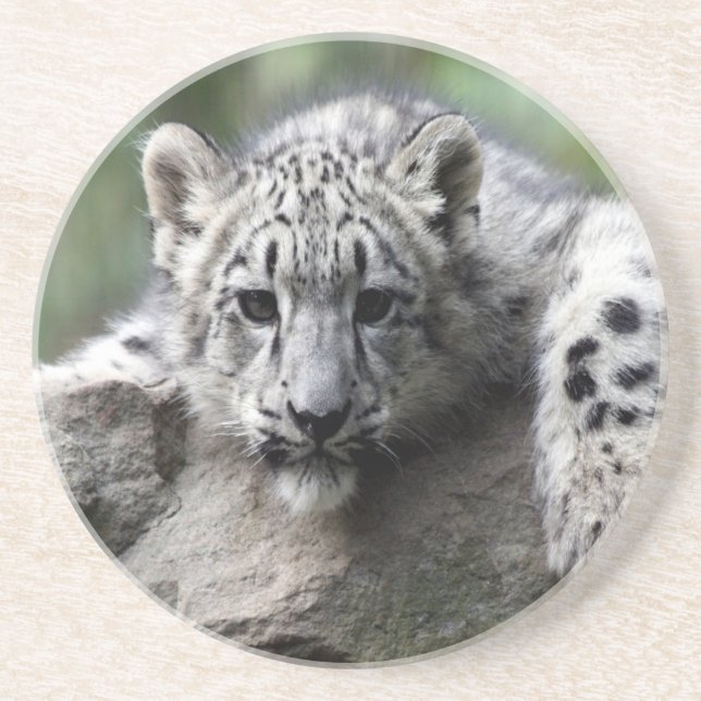 Sandstone drink coaster/Horses Coaster (Front)