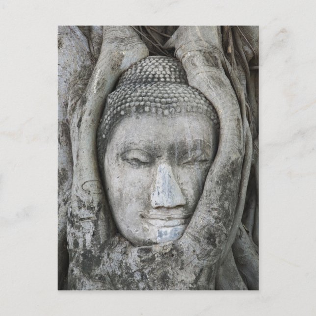 Sandstone head of Buddha surrounded by tree Postcard (Front)