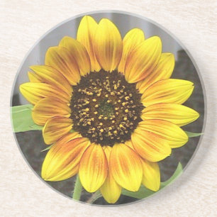 Sandstone Sunflower Coaster