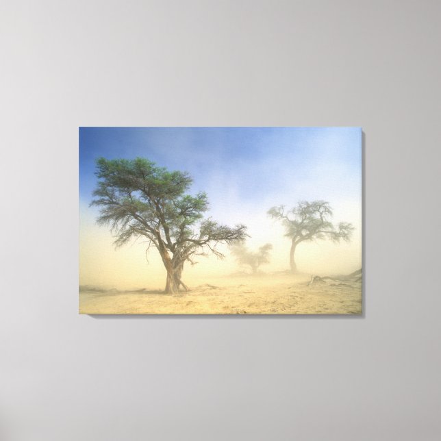 Sandstorm In Kalahari Desert, Kgalagadi Canvas Print (Front)