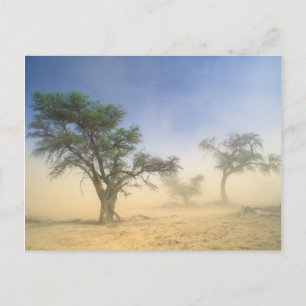 Sandstorm In Kalahari Desert, Kgalagadi Postcard