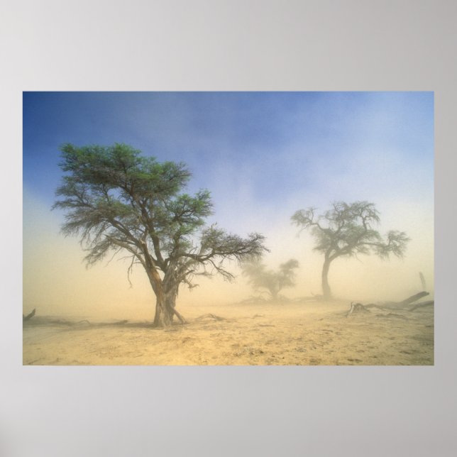 Sandstorm In Kalahari Desert, Kgalagadi Poster (Front)