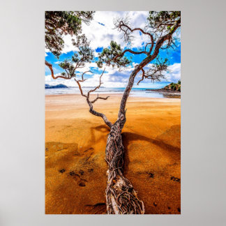 Sandy Bay Pohutukawa Tree Poster