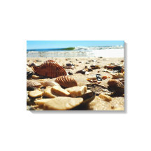 Sandy Beach With Sea Shells