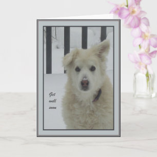 *Sandy Dog - Get Well Soon Card
