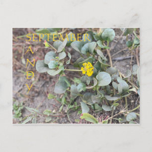 SANDY SEPTEMBER POSTCARD